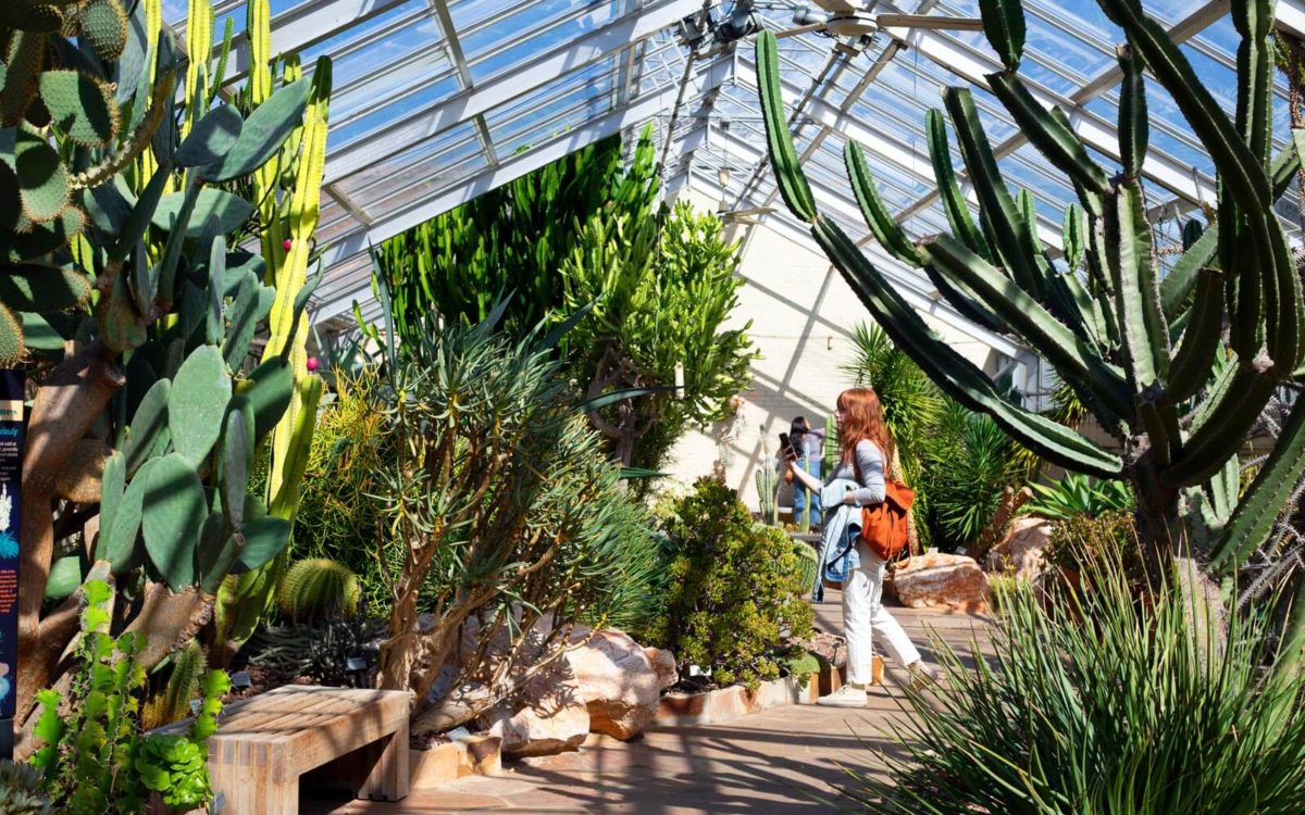 Cactus garden from afar inside of The Rawlings Conservatory in Baltimore.