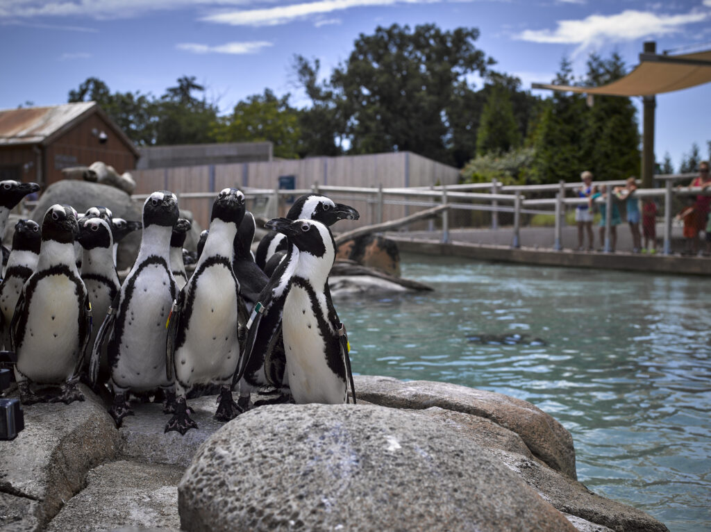 African penguins on a rock