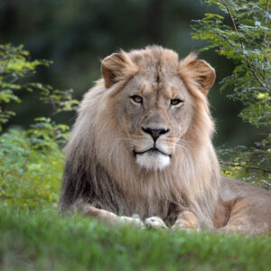 Maryland Zoo in Baltimore, The