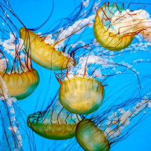 National Aquarium, Baltimore